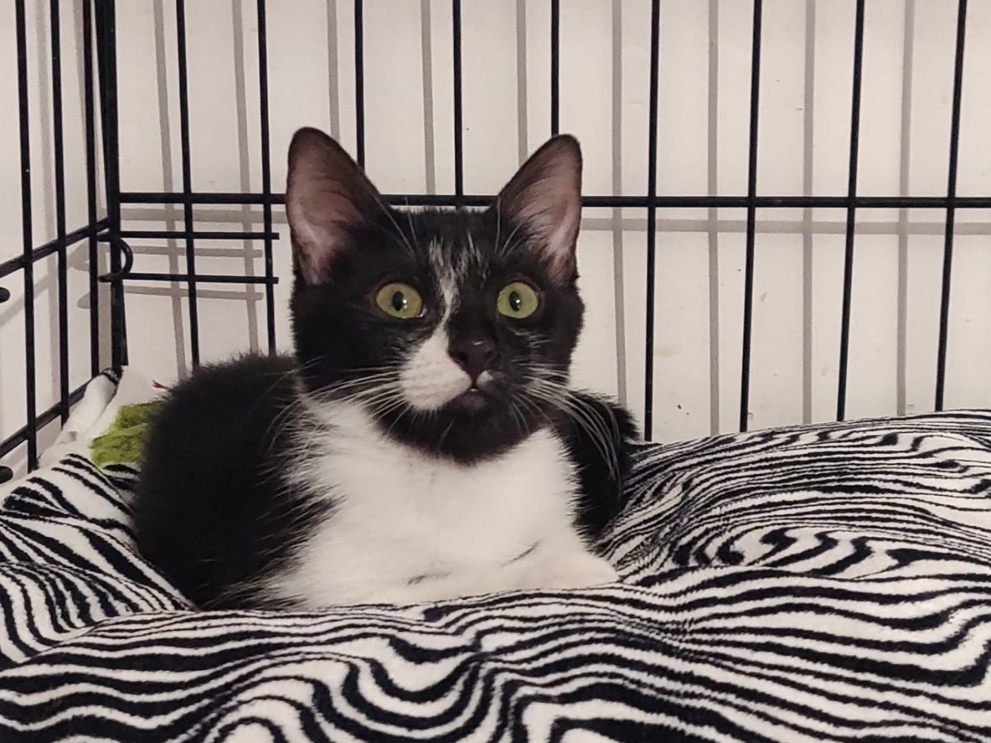 Adozione gatto, femmina, Razza sconosciuta Razza sconosciuta, 2 mesi, taglia non valida, Padova