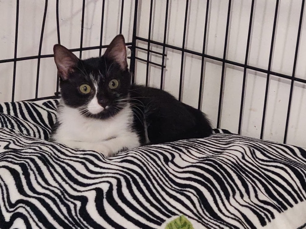 Adotta un gatto, femmina, 2 mesi, Padova