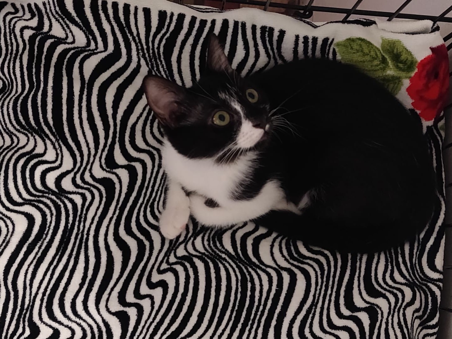 Adotta un gatto, taglia non valida, femmina, Padova