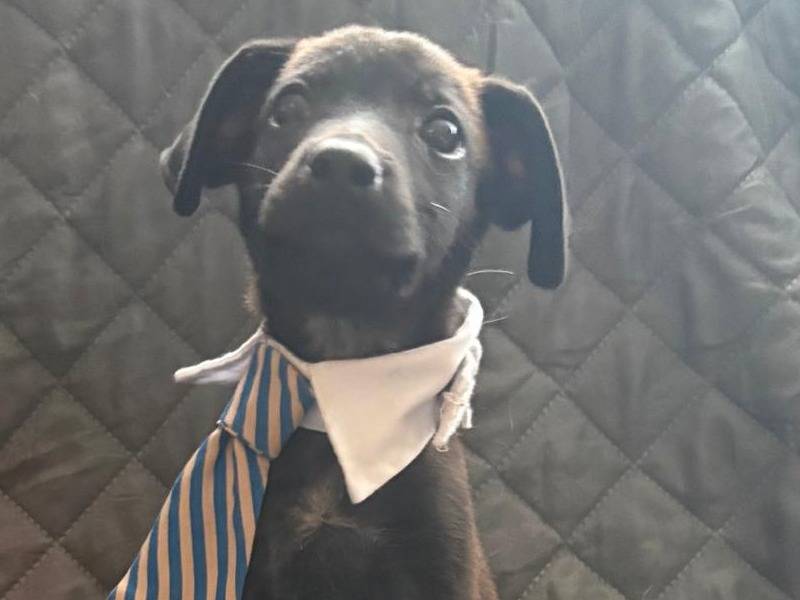 Adotta un cane, maschio, 3 mesi, Firenze