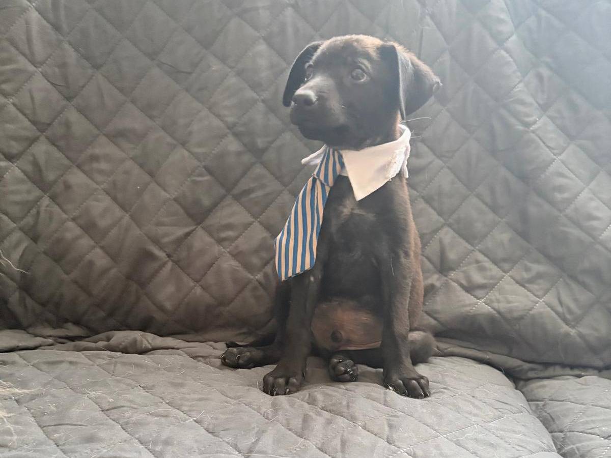 Adotta un cane, taglia media contenuta, maschio, Firenze