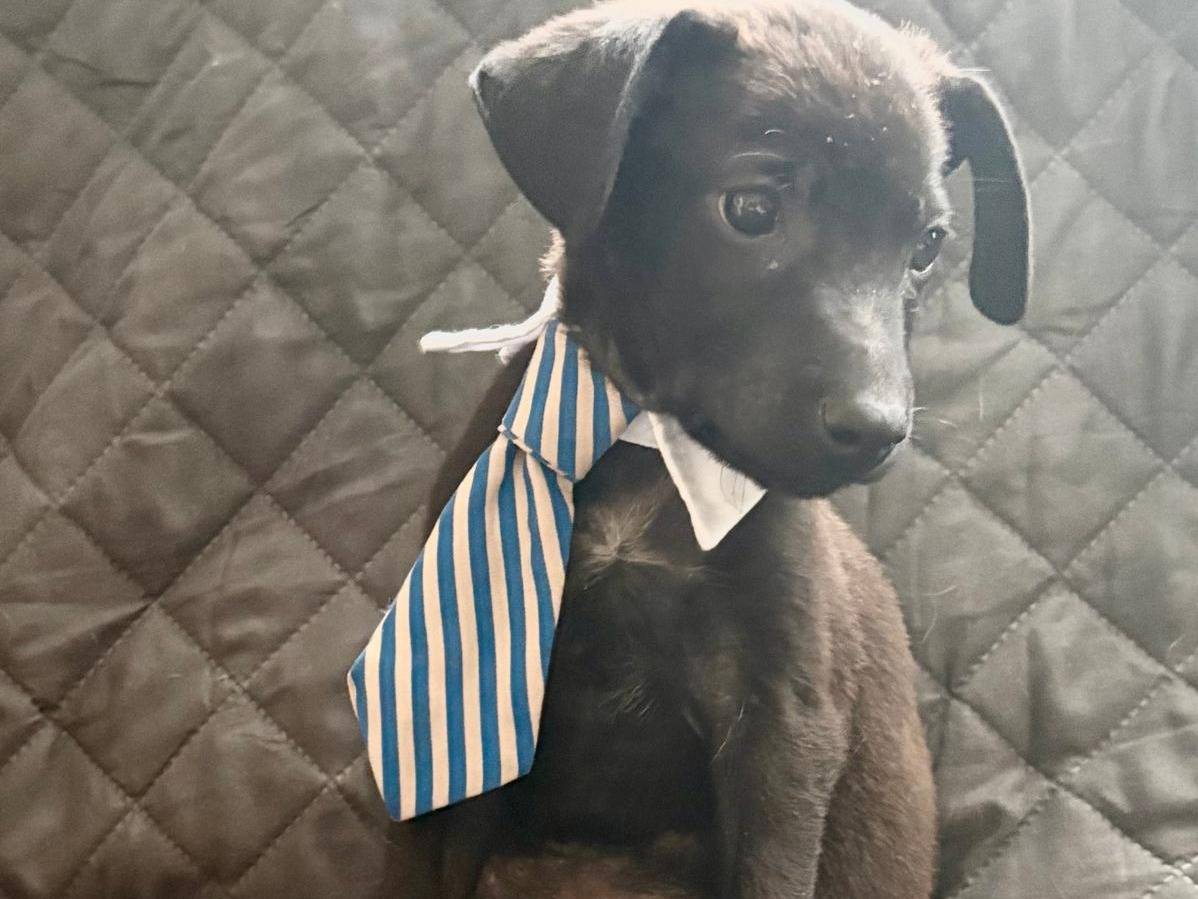 Vuoi adottare un cane a Firenze?