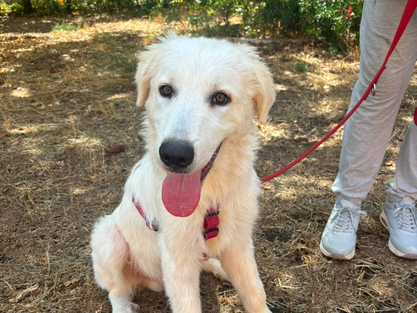 Adotta un cane, taglia gigante, maschio, Bari