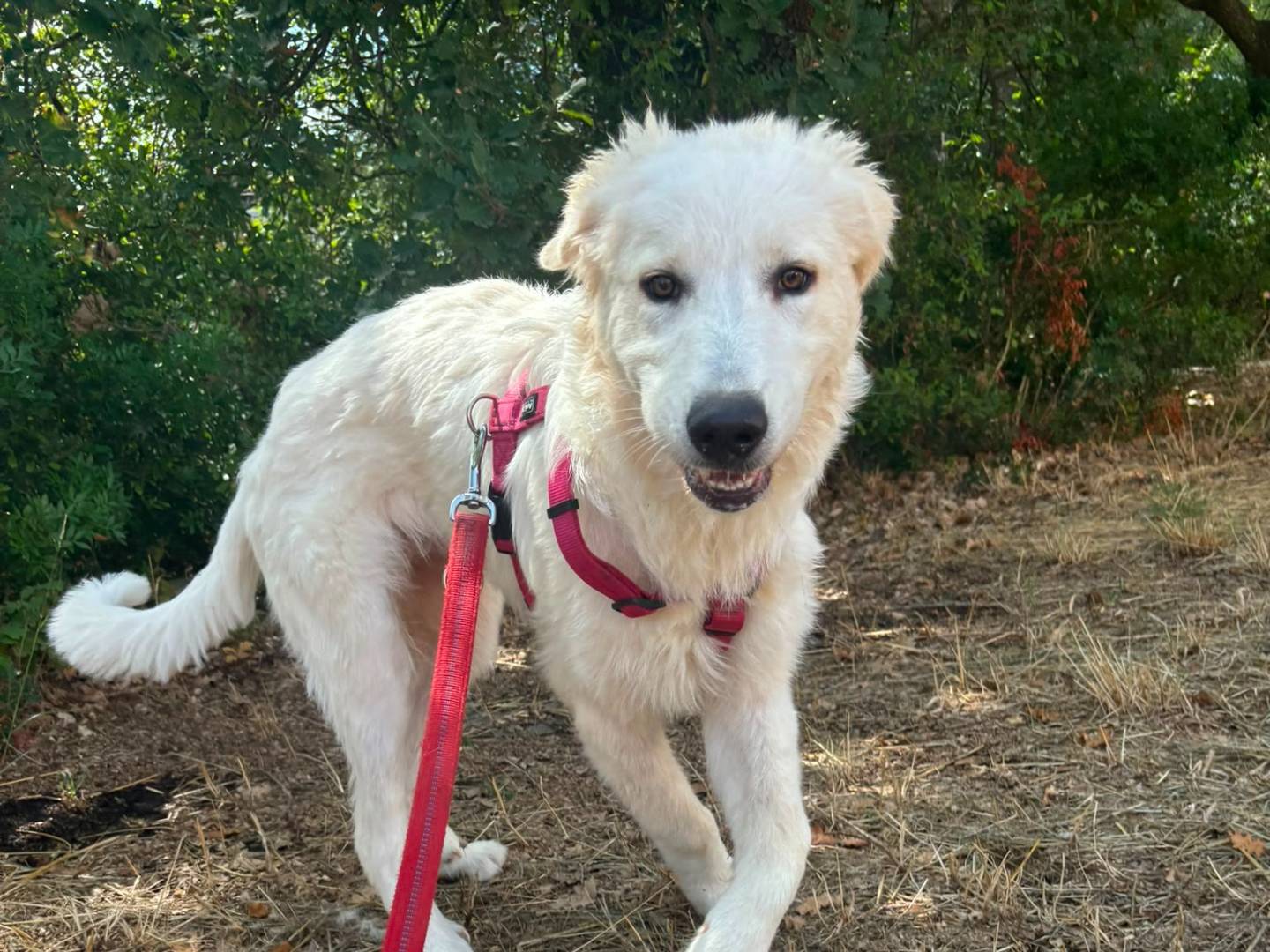 Vuoi adottare un cane a Bari?