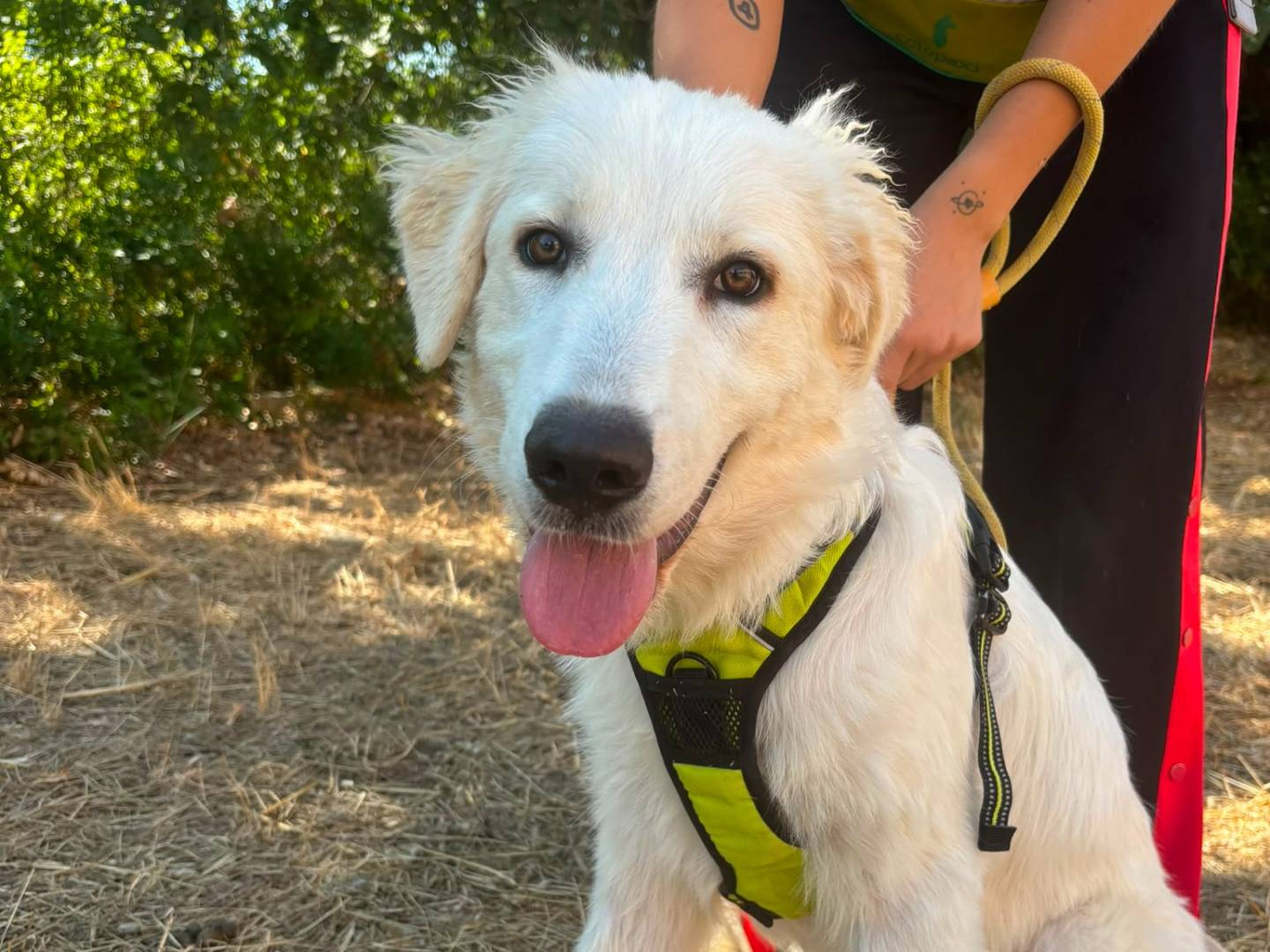 Adotta un cane, maschio, 3 mesi, Bari