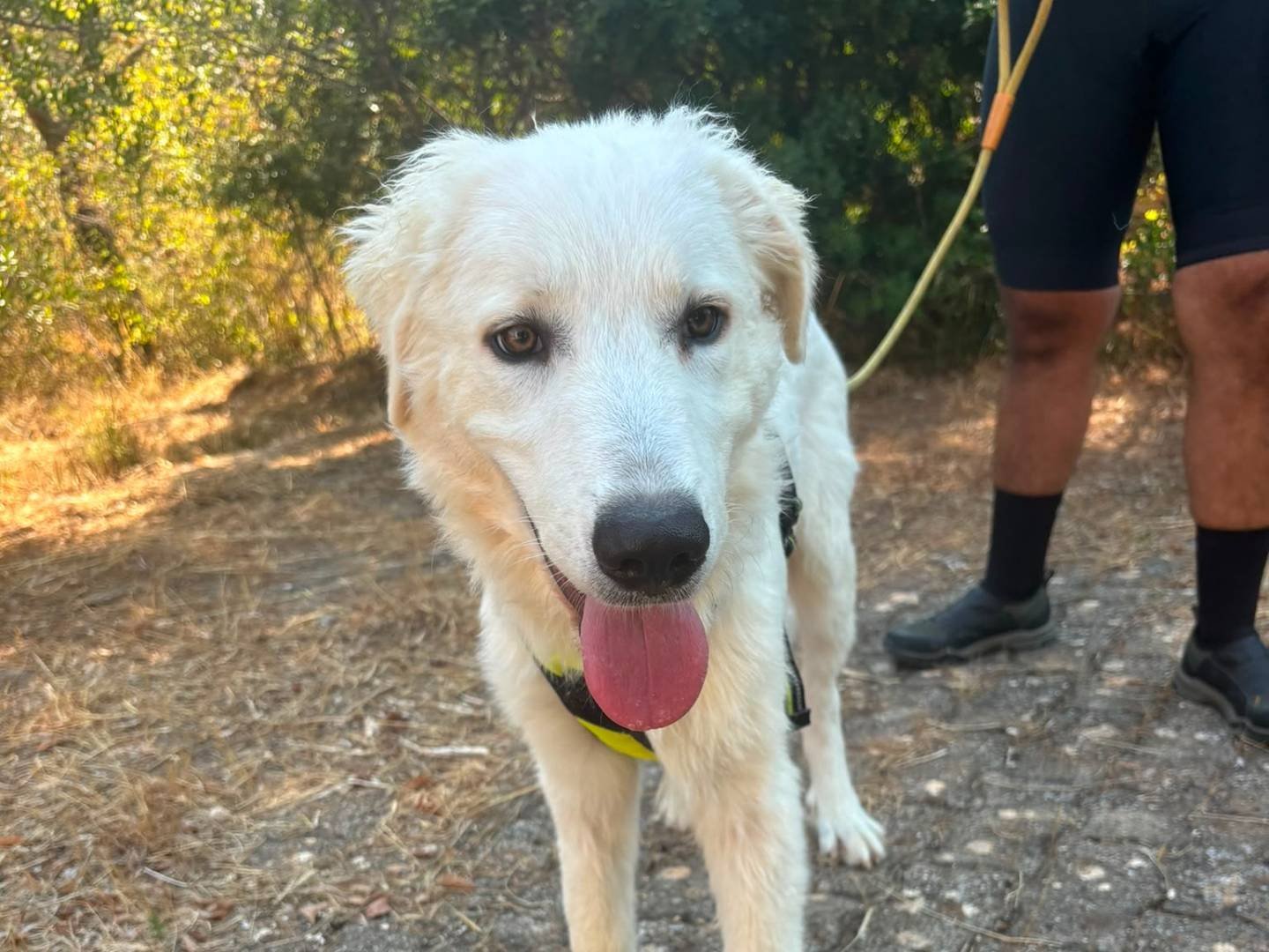 Adotta il cane Mojito a Bari