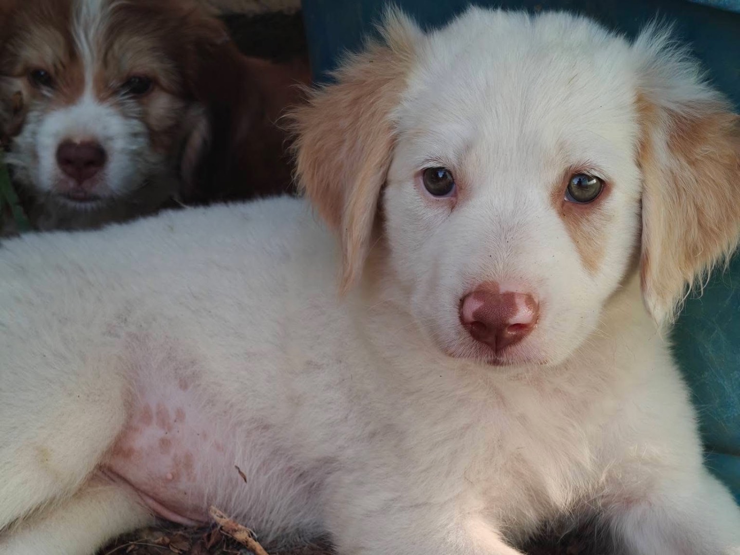 Adozione cane, femmina, Razza sconosciuta Razza sconosciuta, 2 mesi, taglia media, Trapani