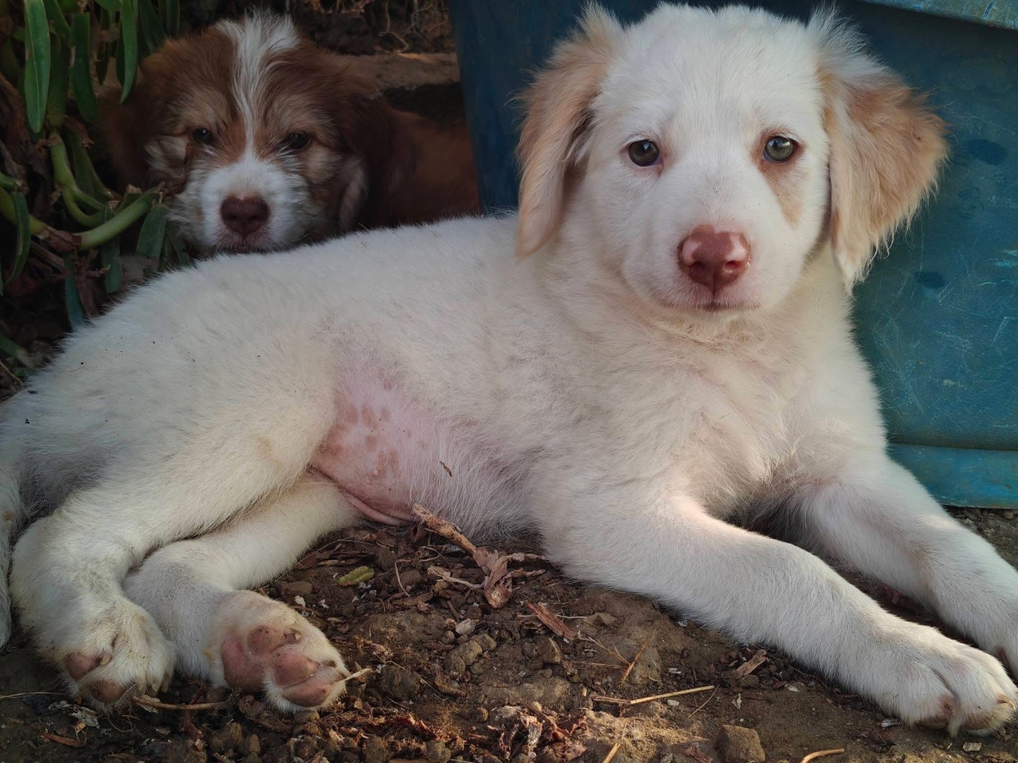 Adotta un cane, femmina, 2 mesi, Trapani