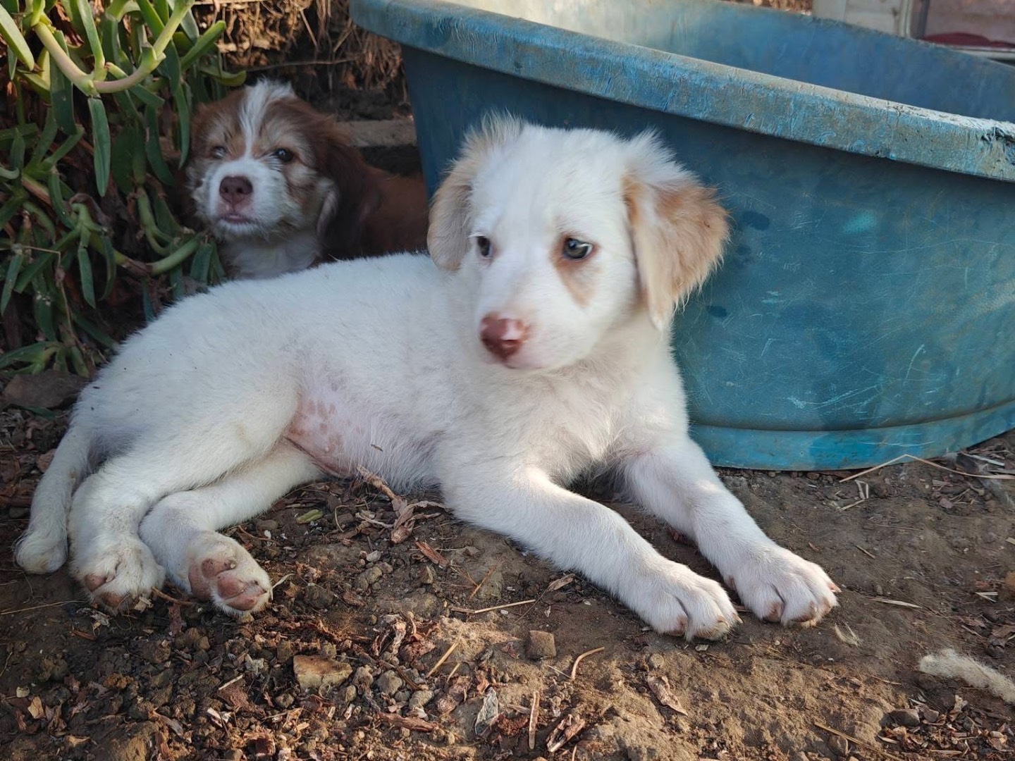 Adotta un cane, taglia media, femmina, Trapani