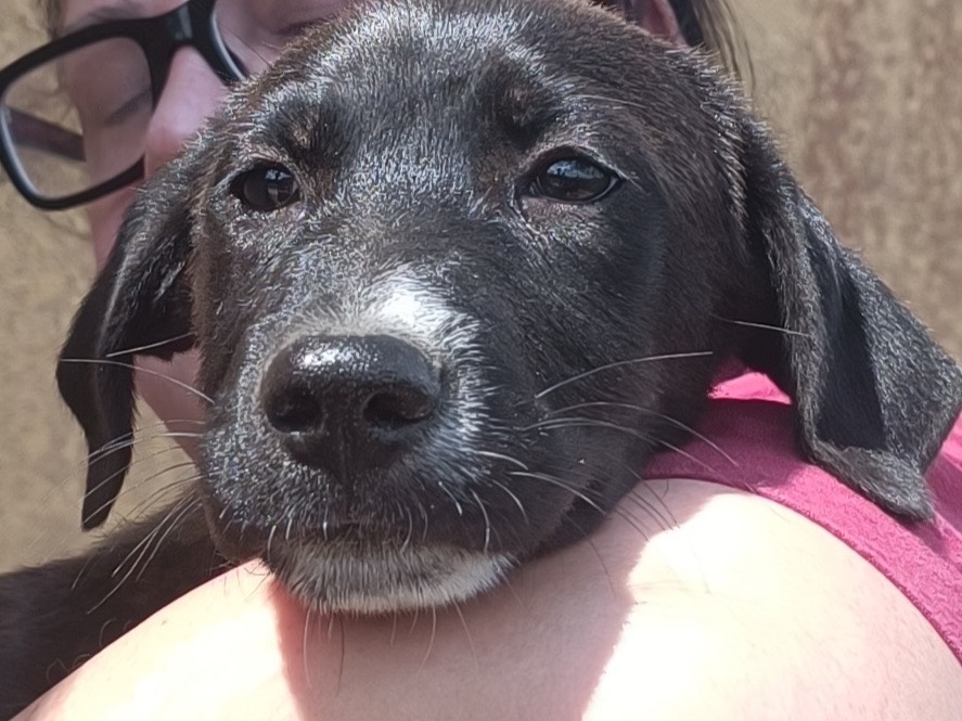 Adozione cane, femmina, Razza sconosciuta Razza sconosciuta, 3 mesi, taglia media, Trapani