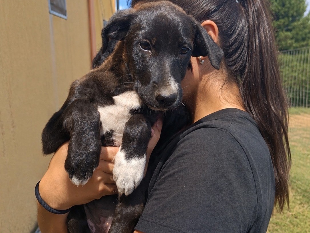 Adotta un cane, femmina, 3 mesi, Trapani
