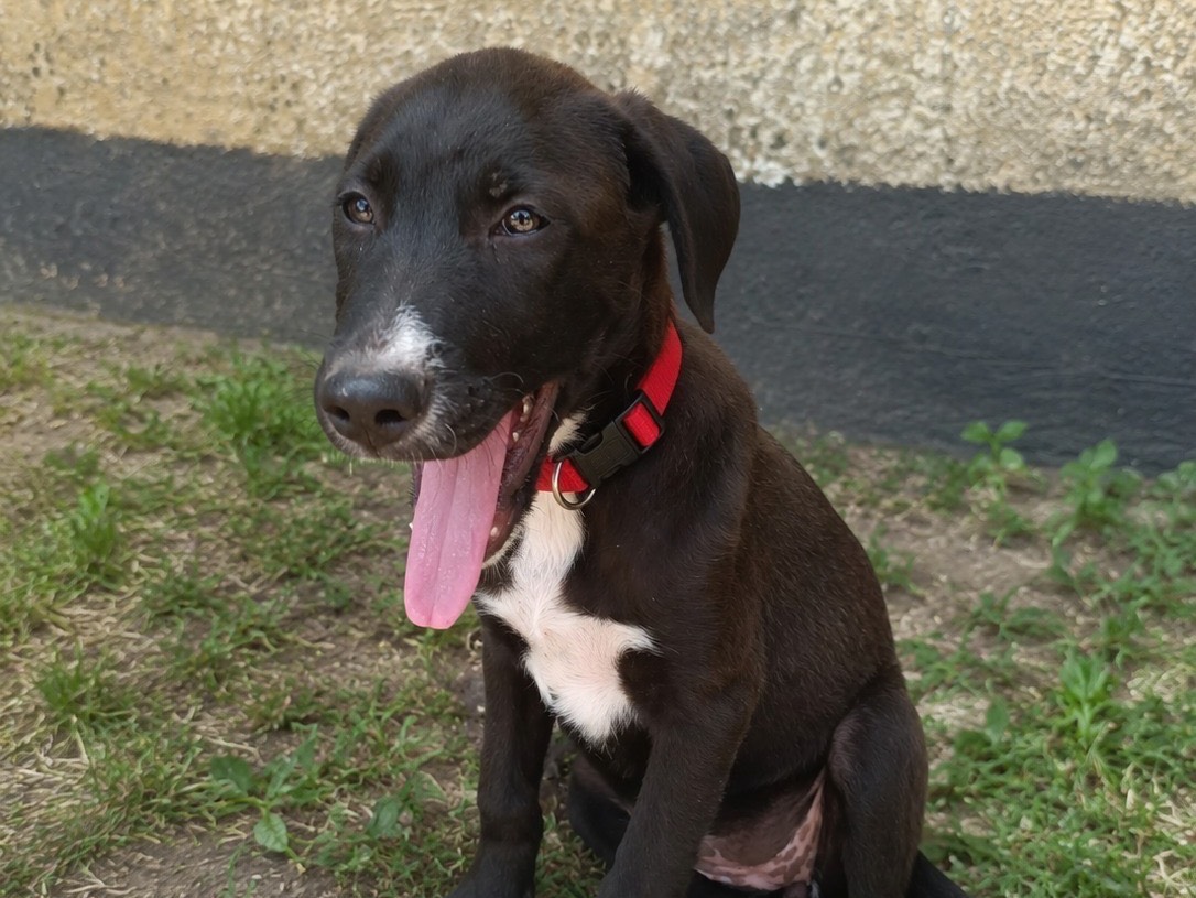Adotta un cane, taglia media, femmina, Trapani