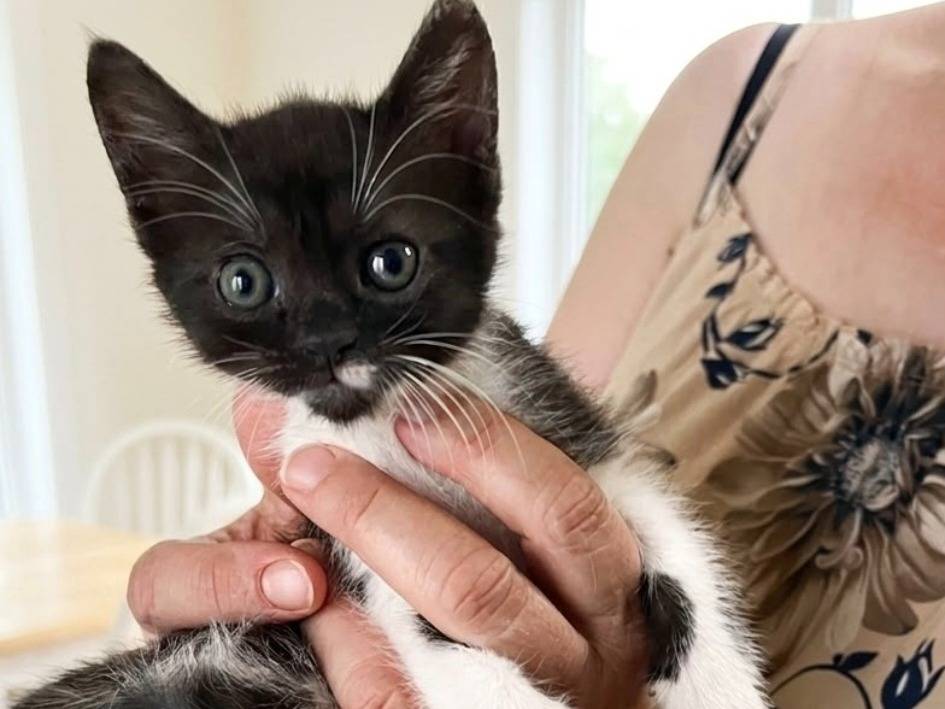 Adozione gatto, femmina, Razza sconosciuta Razza sconosciuta, 2 mesi, taglia non valida, Lecce