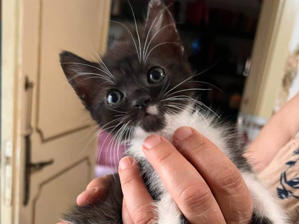 Adotta un gatto, femmina, 2 mesi, Lecce