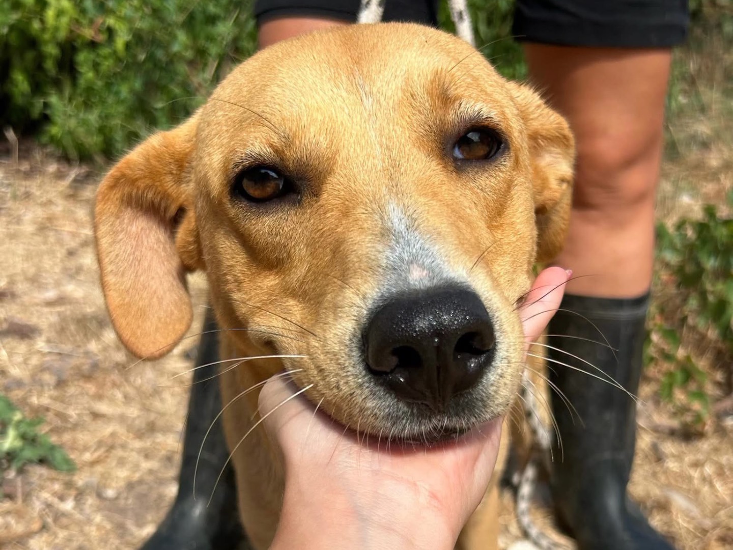 Adozione cane, femmina, Razza sconosciuta Razza sconosciuta, 2 anni e 4 mesi, taglia media, Trapani