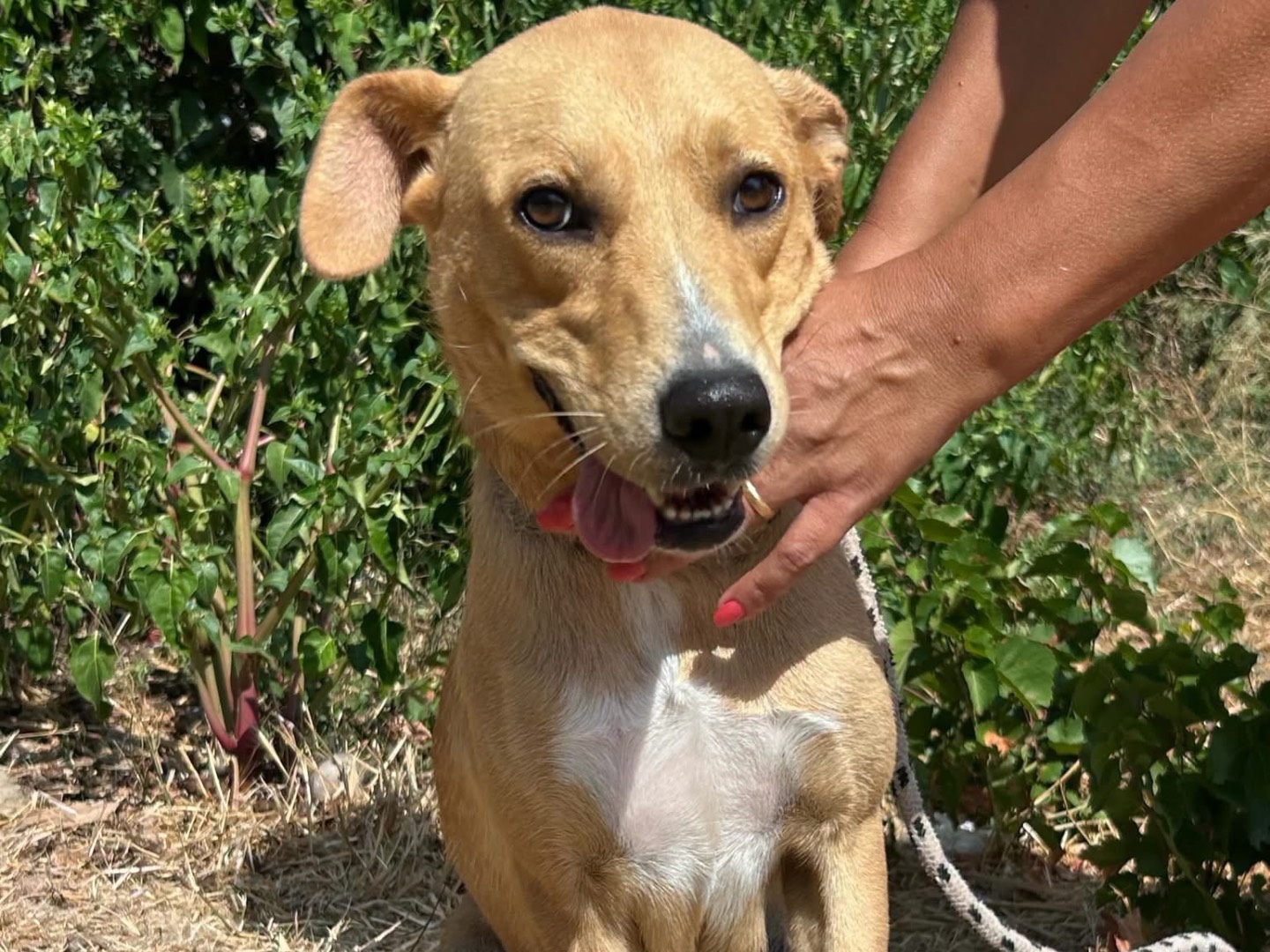 Adotta un cane, femmina, 2 anni e 4 mesi, Trapani