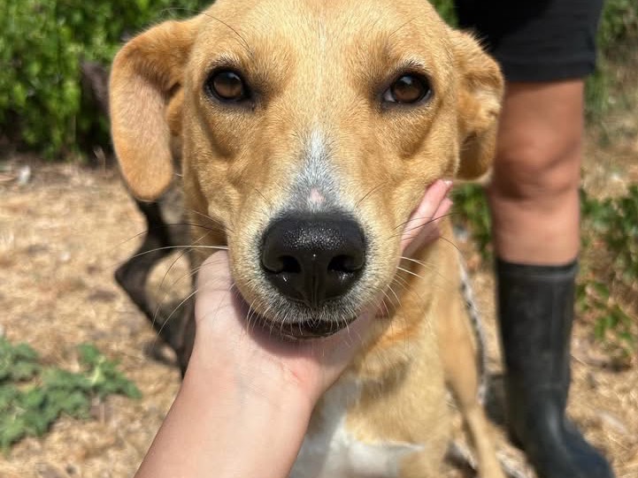 Adotta un cane, taglia media, femmina, Trapani