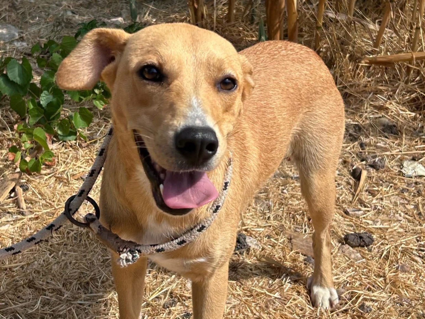 Vuoi adottare un cane a Trapani?