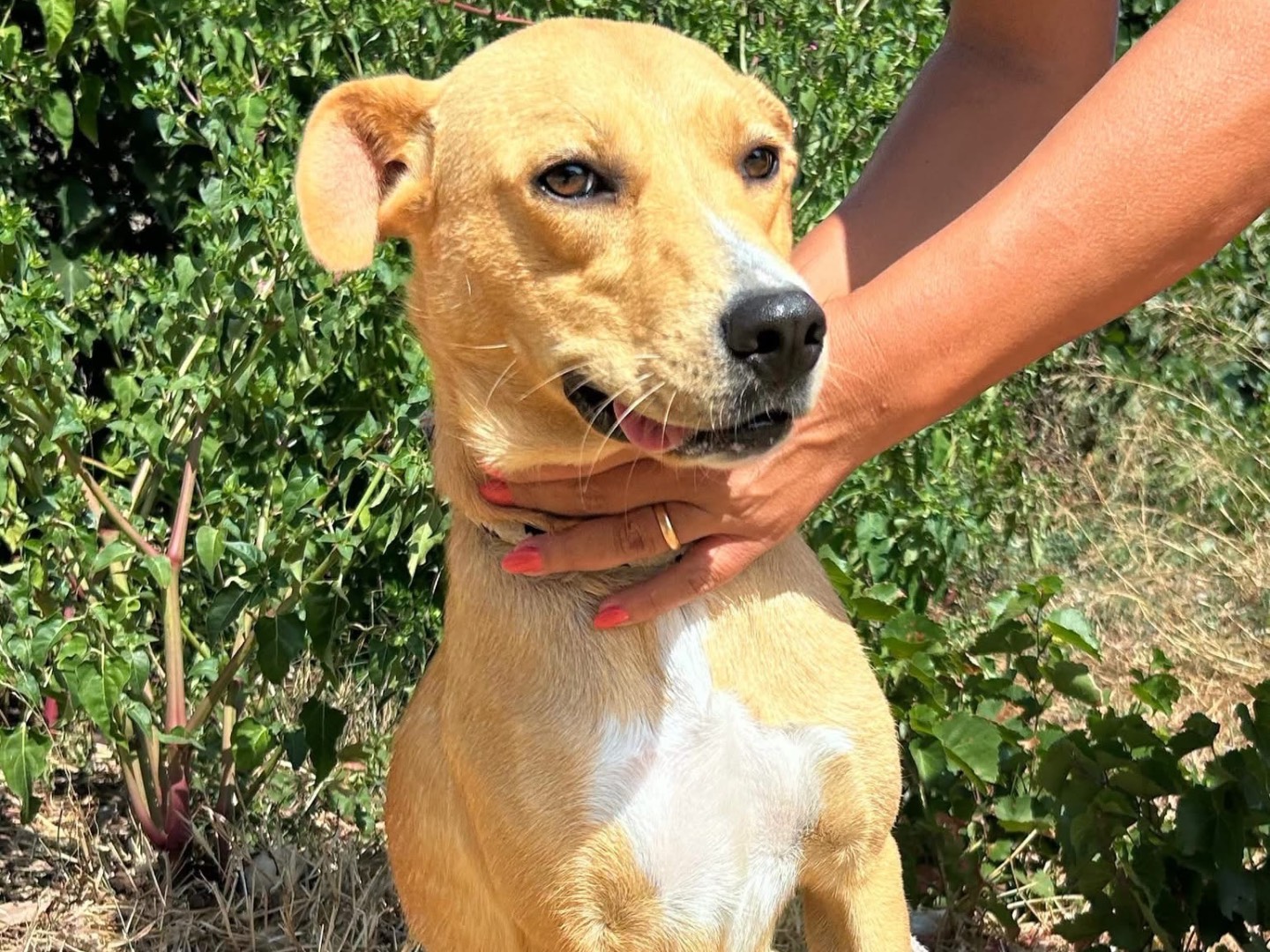 Adotta il cane Moka a Trapani