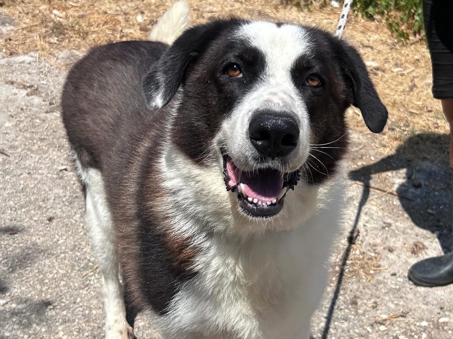 Adozione cane, maschio, Razza sconosciuta Razza sconosciuta, 3 anni e 7 mesi, taglia gigante, Trapani