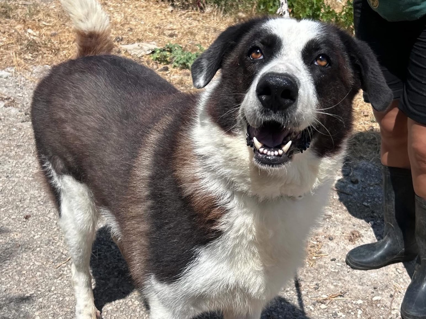 Adotta un cane, maschio, 3 anni e 7 mesi, Trapani