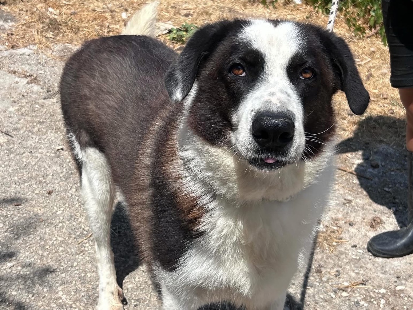 Adotta un cane, taglia gigante, maschio, Trapani