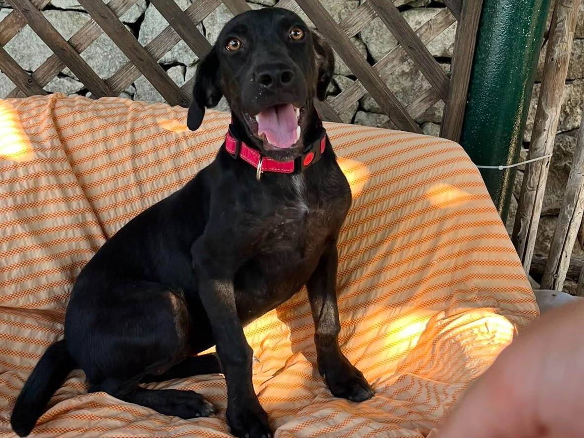 Adotta un cane, femmina, 9 mesi, Siracusa