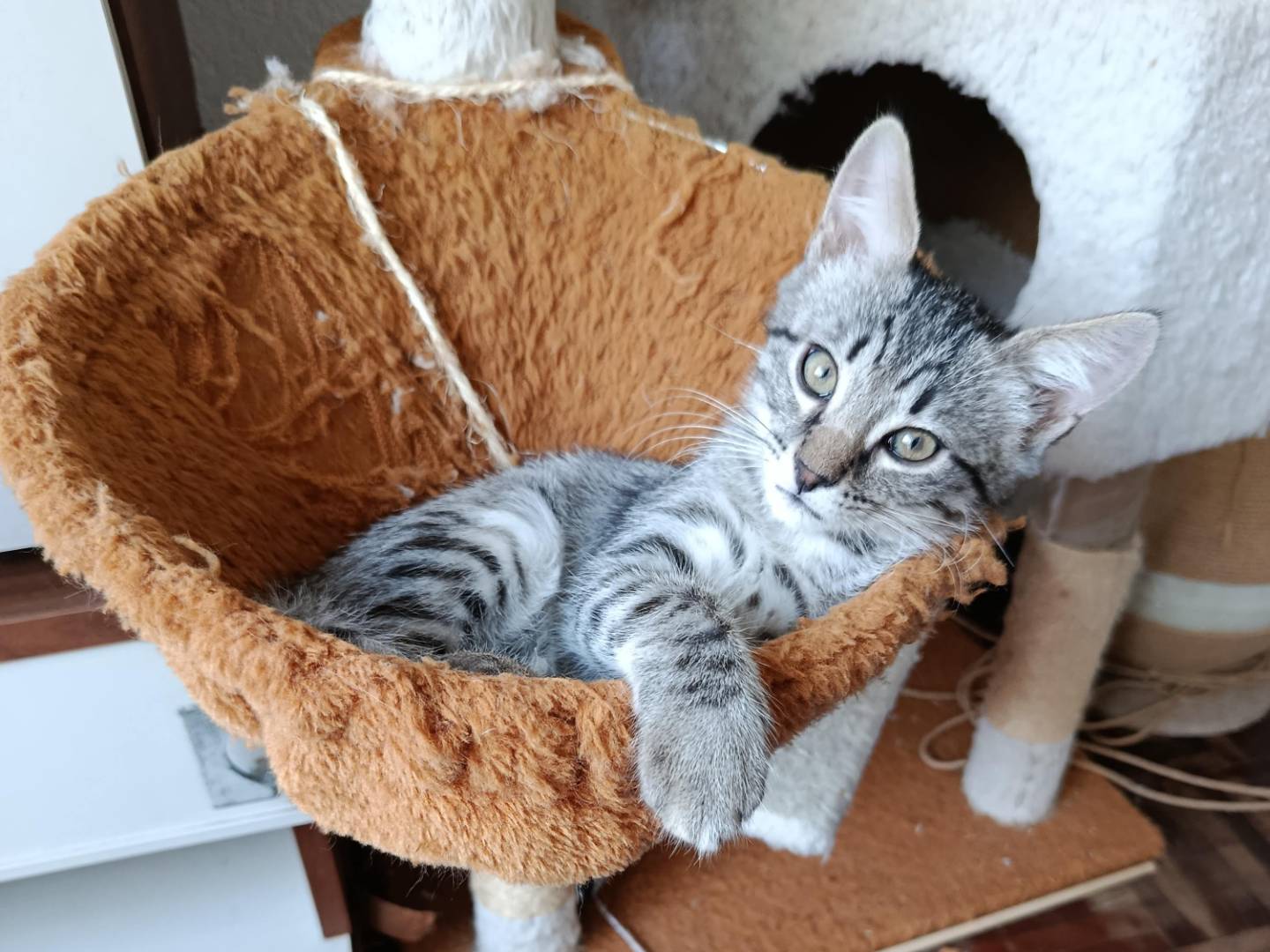Adotta un gatto, femmina, 3 mesi, Verbano