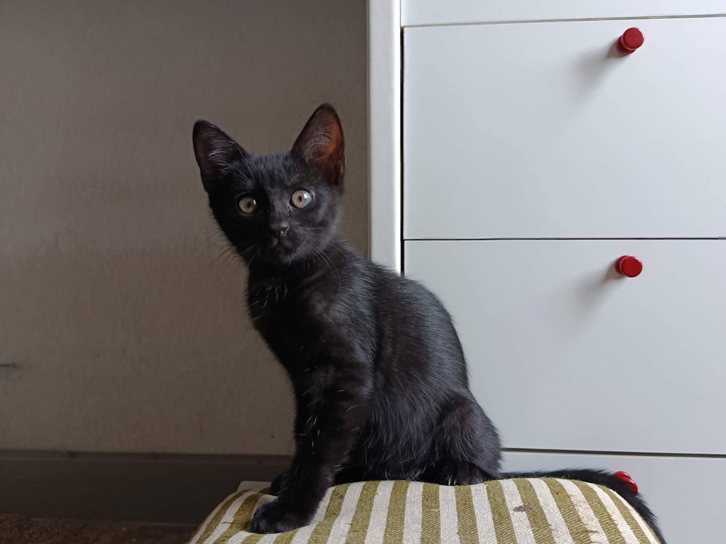 Adotta un gatto, taglia non valida, femmina, Verbano