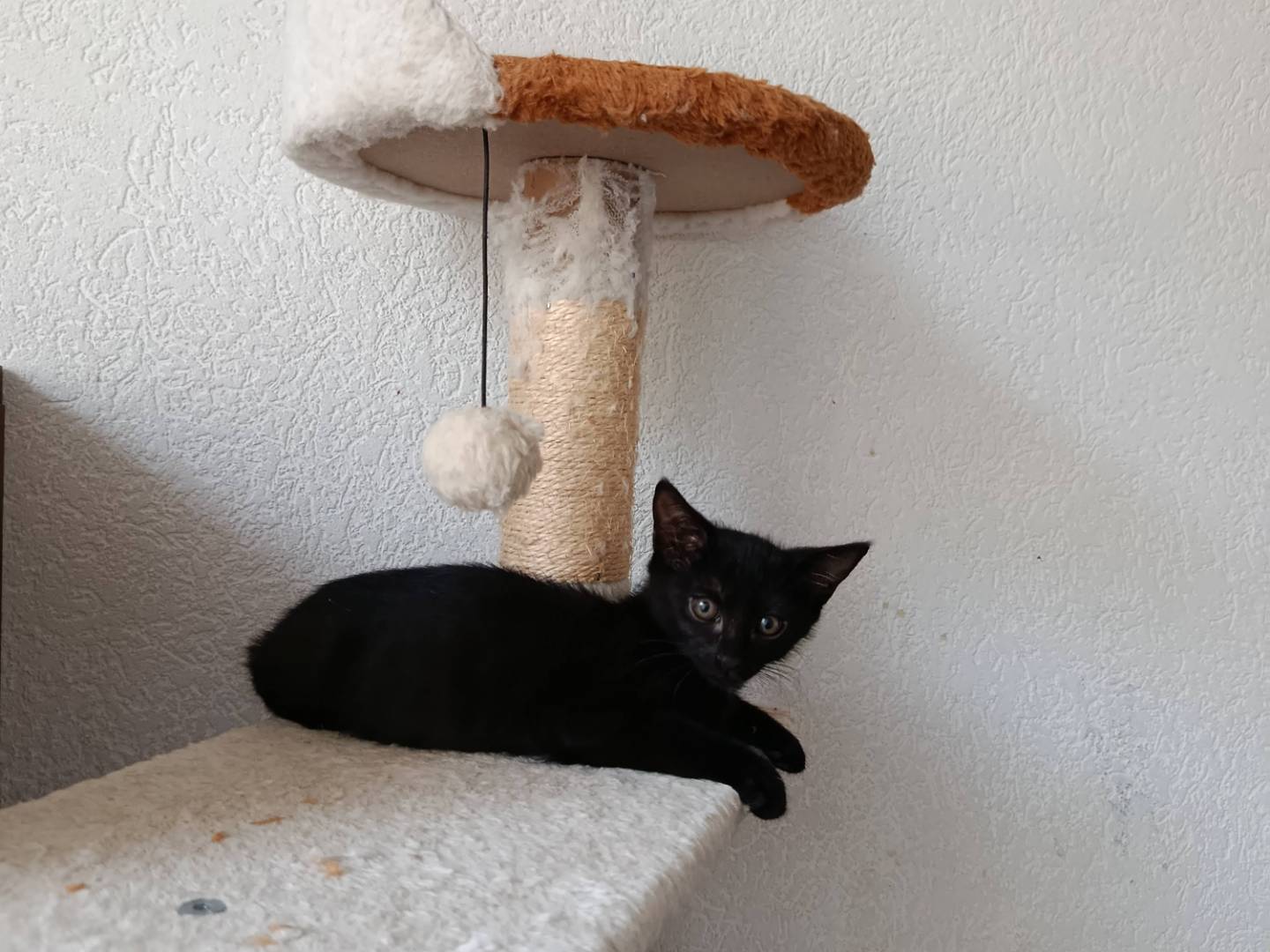 Vuoi adottare un gatto a Verbano?