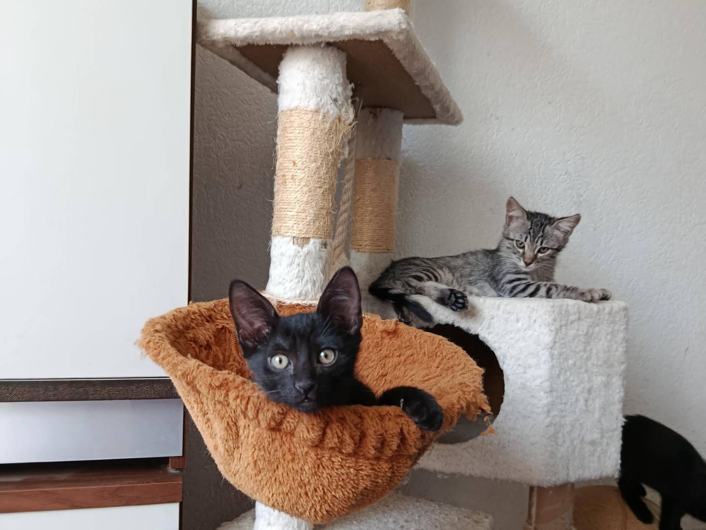 Adotta il gatto Maggio  a Verbano