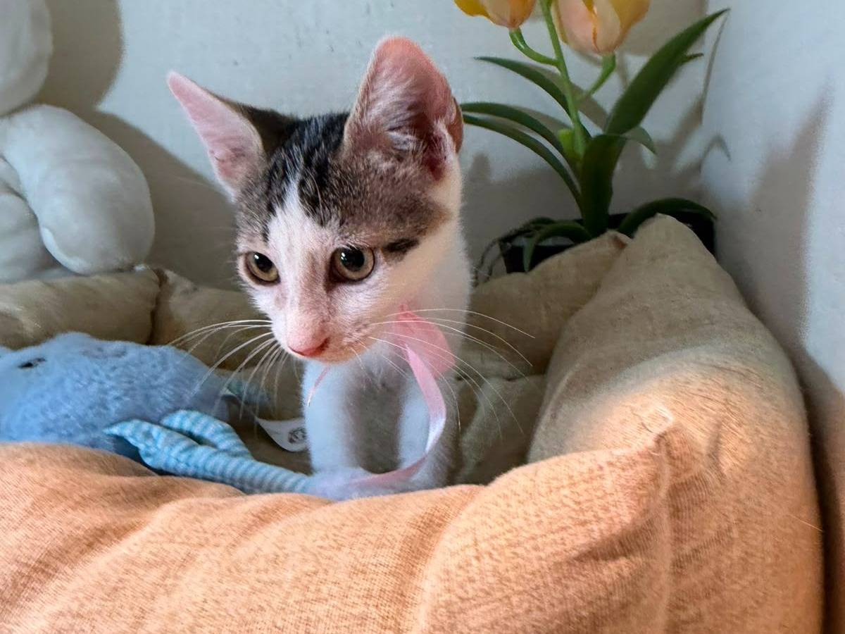 Vuoi adottare un gatto a Latina?