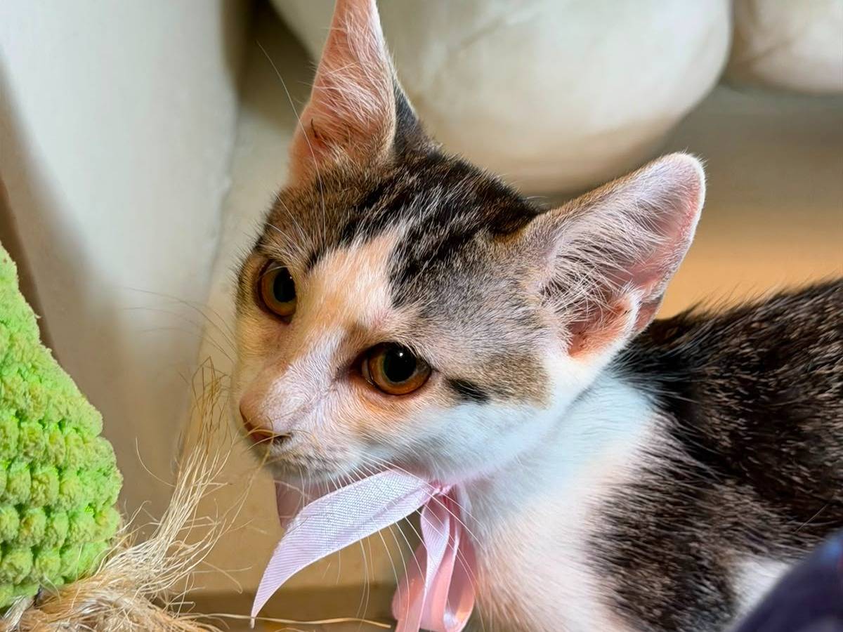 Adotta il gatto PANNACOTTA a Latina