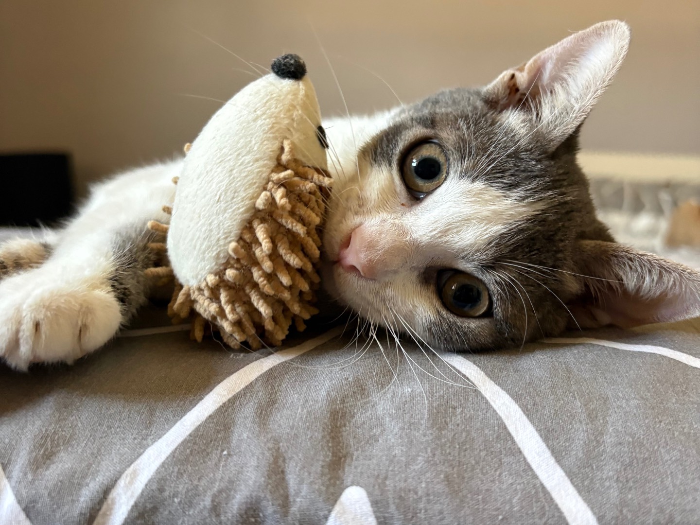 Adotta un gatto, maschio, 4 mesi, Sassari