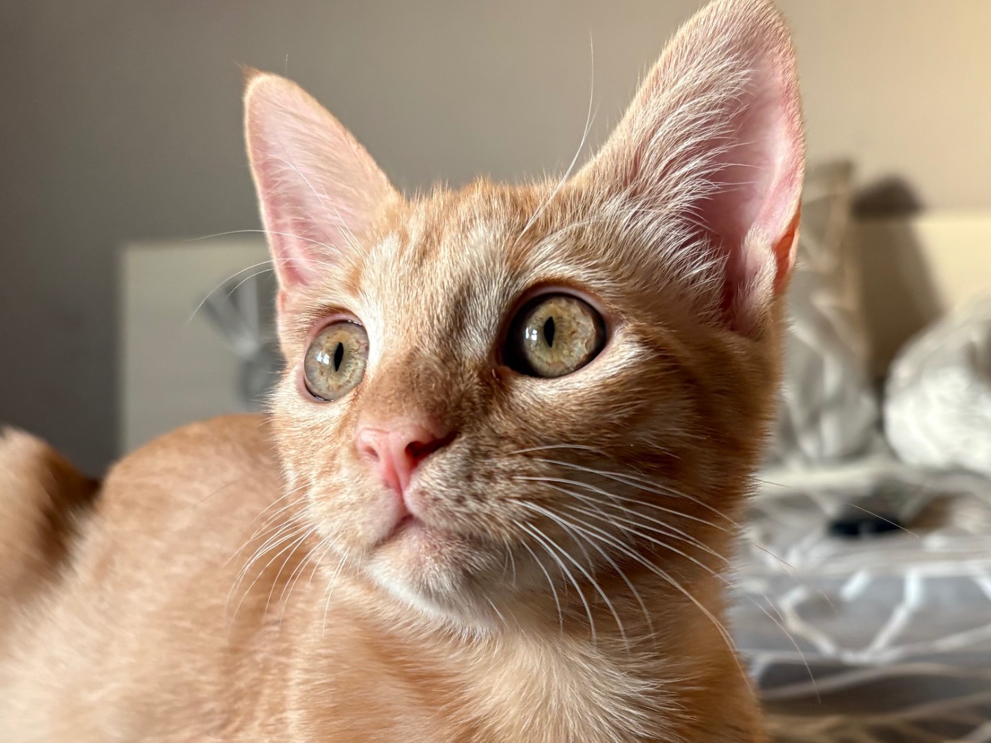 Adotta un gatto, maschio, 4 mesi, Sassari