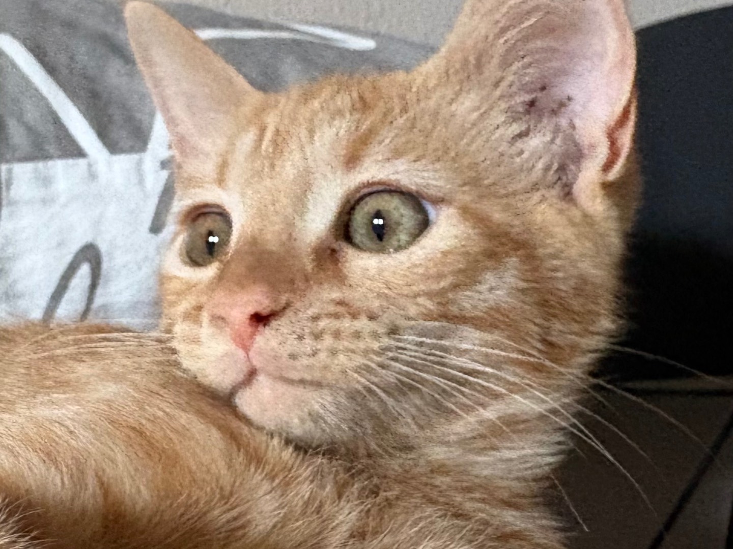 Adotta il gatto Zenzero  a Sassari