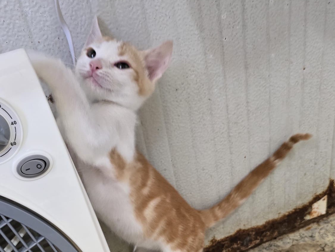 Vuoi adottare un gatto a Sassari?