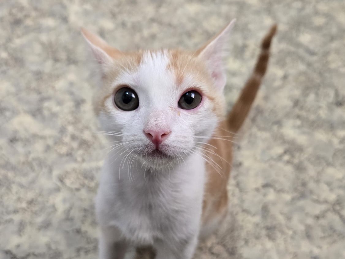 Adotta il gatto Asher  a Sassari