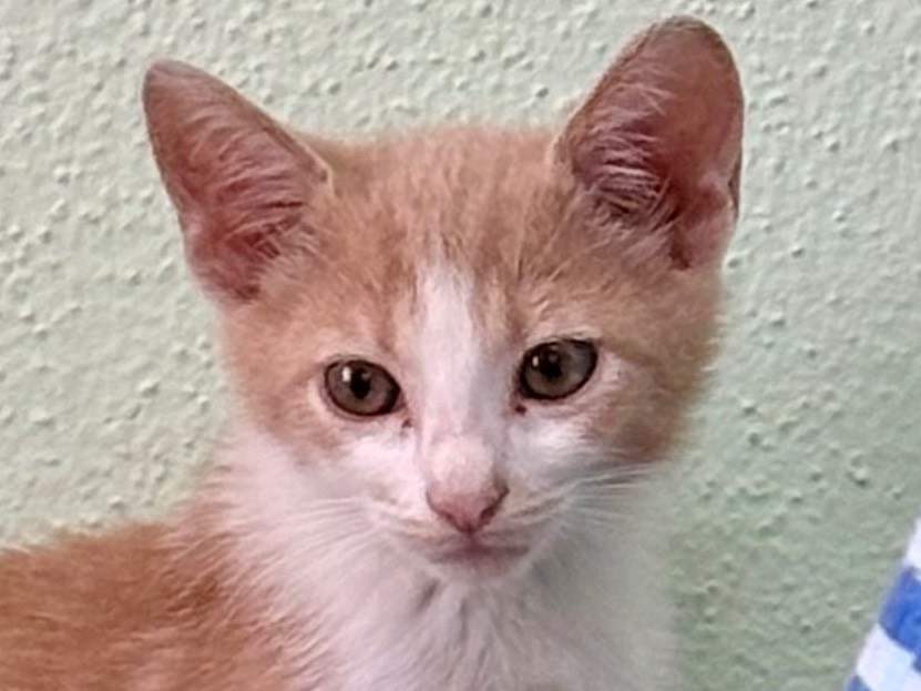 Adozione gatto, maschio, Razza sconosciuta Razza sconosciuta, 4 mesi, taglia non valida, Sassari