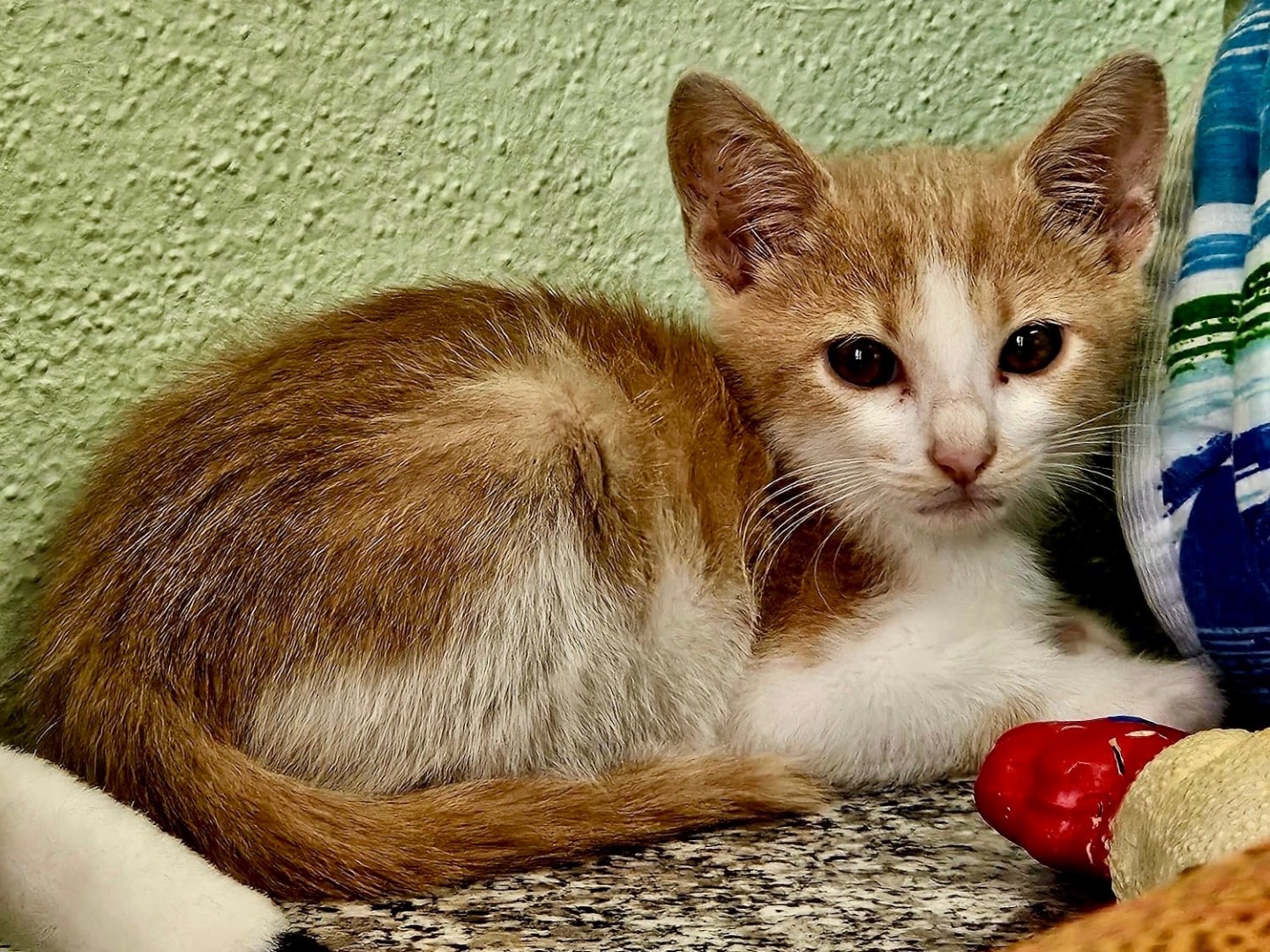 Adotta un gatto, maschio, 4 mesi, Sassari