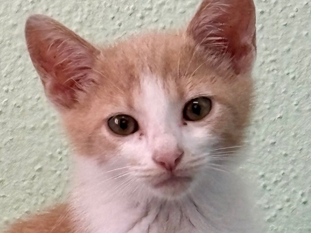 Adotta un gatto, taglia non valida, maschio, Sassari