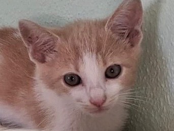 Vuoi adottare un gatto a Sassari?