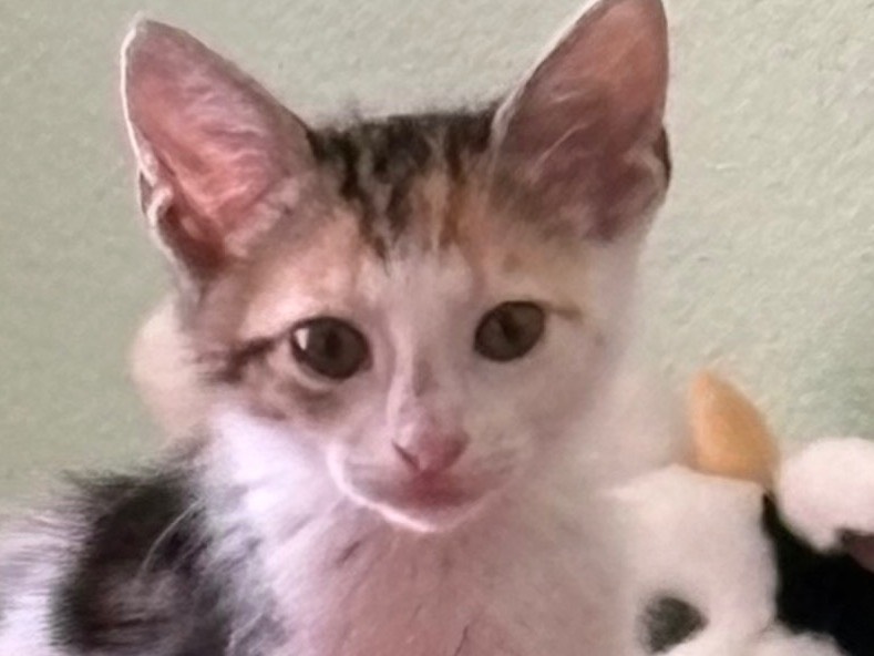 Adozione gatto, femmina, Razza sconosciuta Razza sconosciuta, 4 mesi, taglia non valida, Sassari