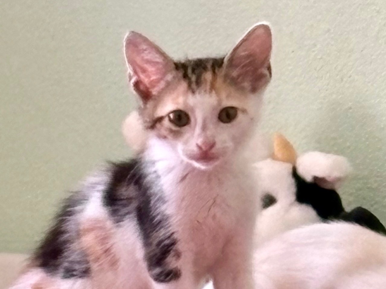 Adotta un gatto, femmina, 4 mesi, Sassari