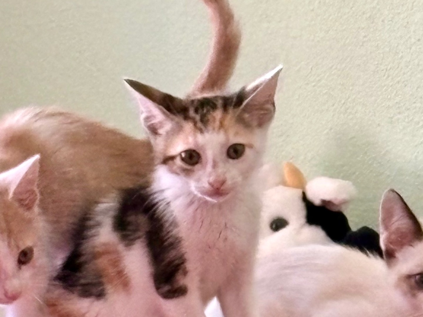 Adotta un gatto, taglia non valida, femmina, Sassari