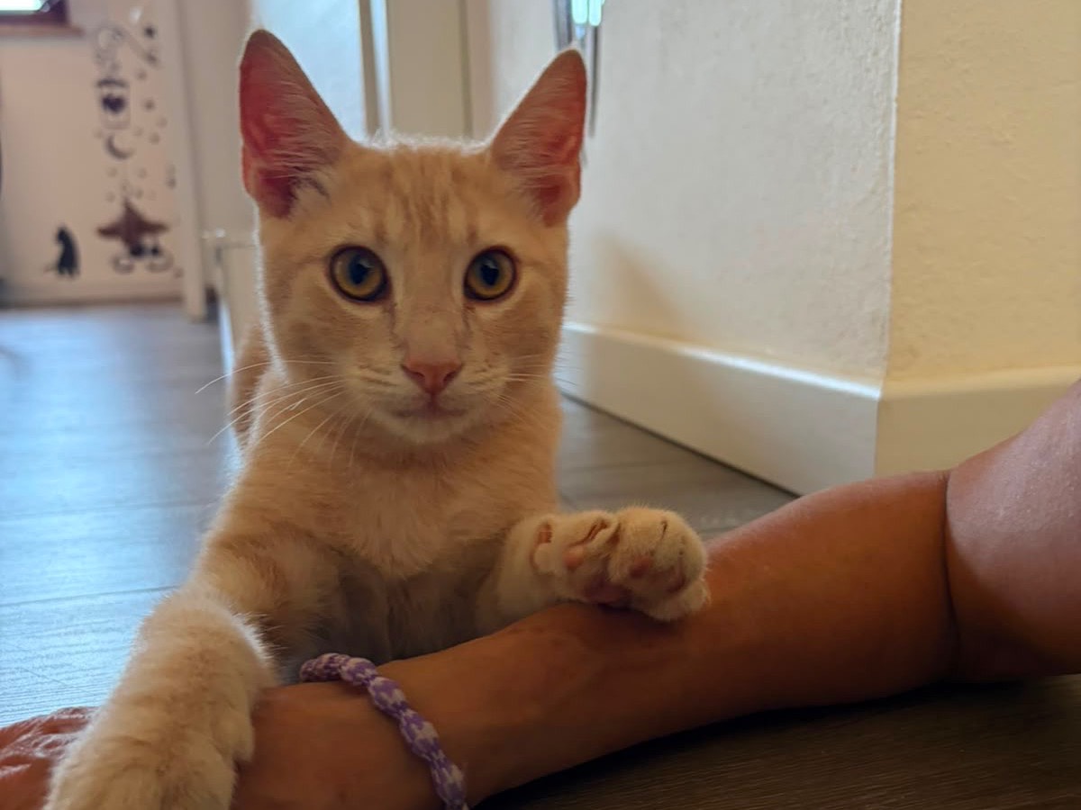 Adozione gatto, maschio, Razza sconosciuta Razza sconosciuta, 4 mesi, taglia non valida, Sassari