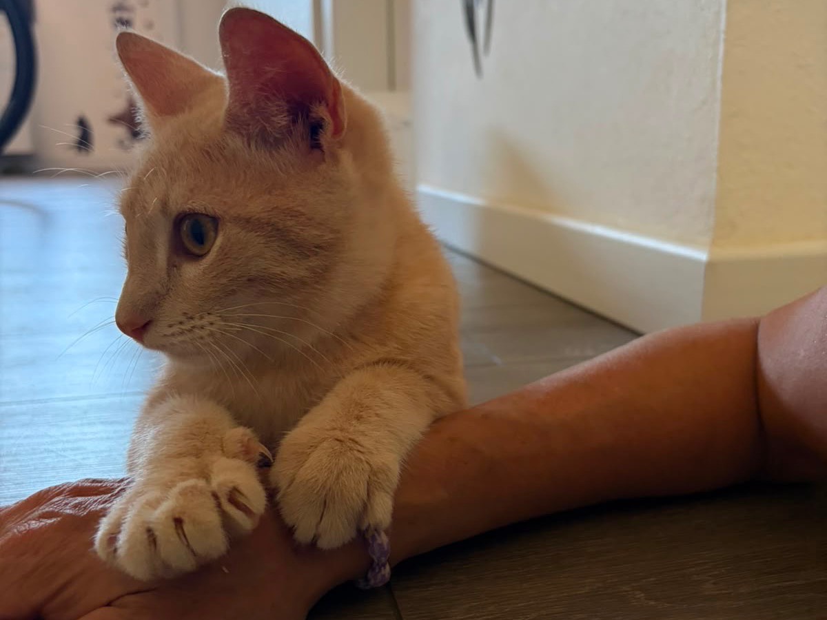 Adotta un gatto, maschio, 4 mesi, Sassari