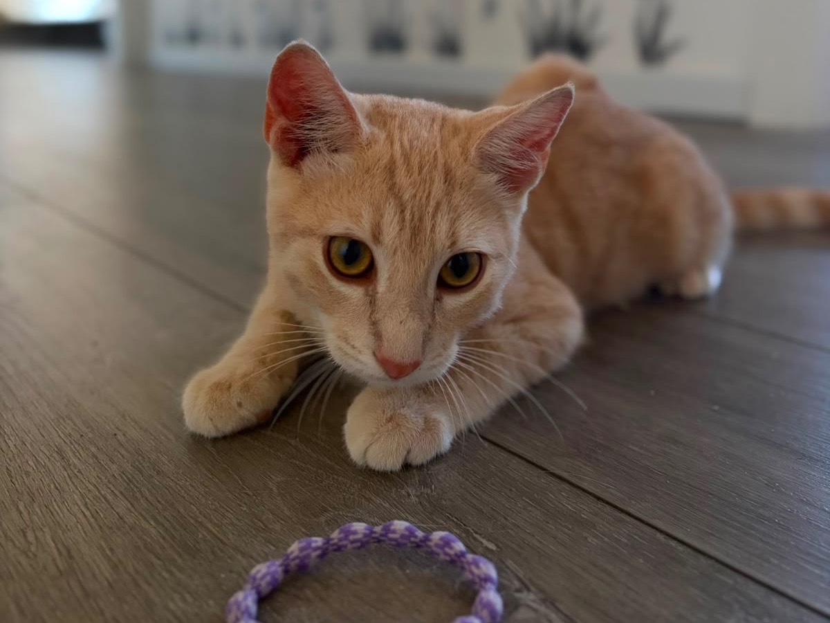 Adotta un gatto, taglia non valida, maschio, Sassari