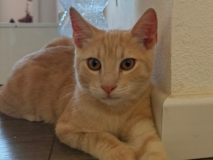 Vuoi adottare un gatto a Sassari?