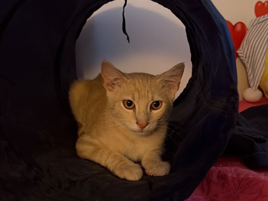 Adotta il gatto Michael  a Sassari
